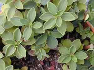 Acorn Peperomia(Peperomia tetraphylla)
