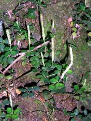 Acorn Peperomia(Peperomia tetraphylla)