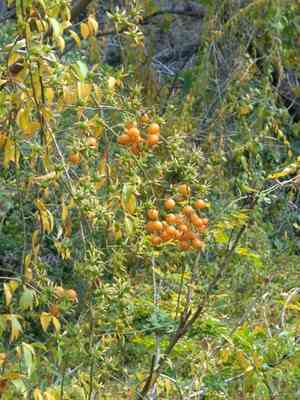 Barbados gooseberry(Pereskia aculeata)