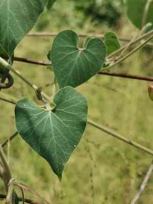 Pergularia(Pergularia daemia)