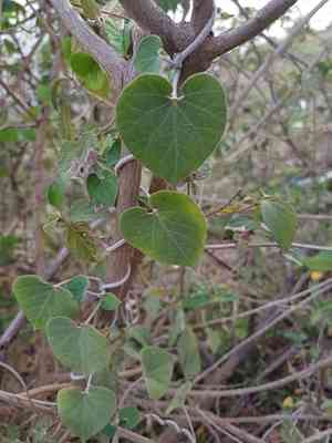Pergularia(Pergularia daemia)