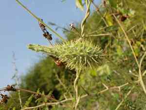 Pergularia(Pergularia daemia)