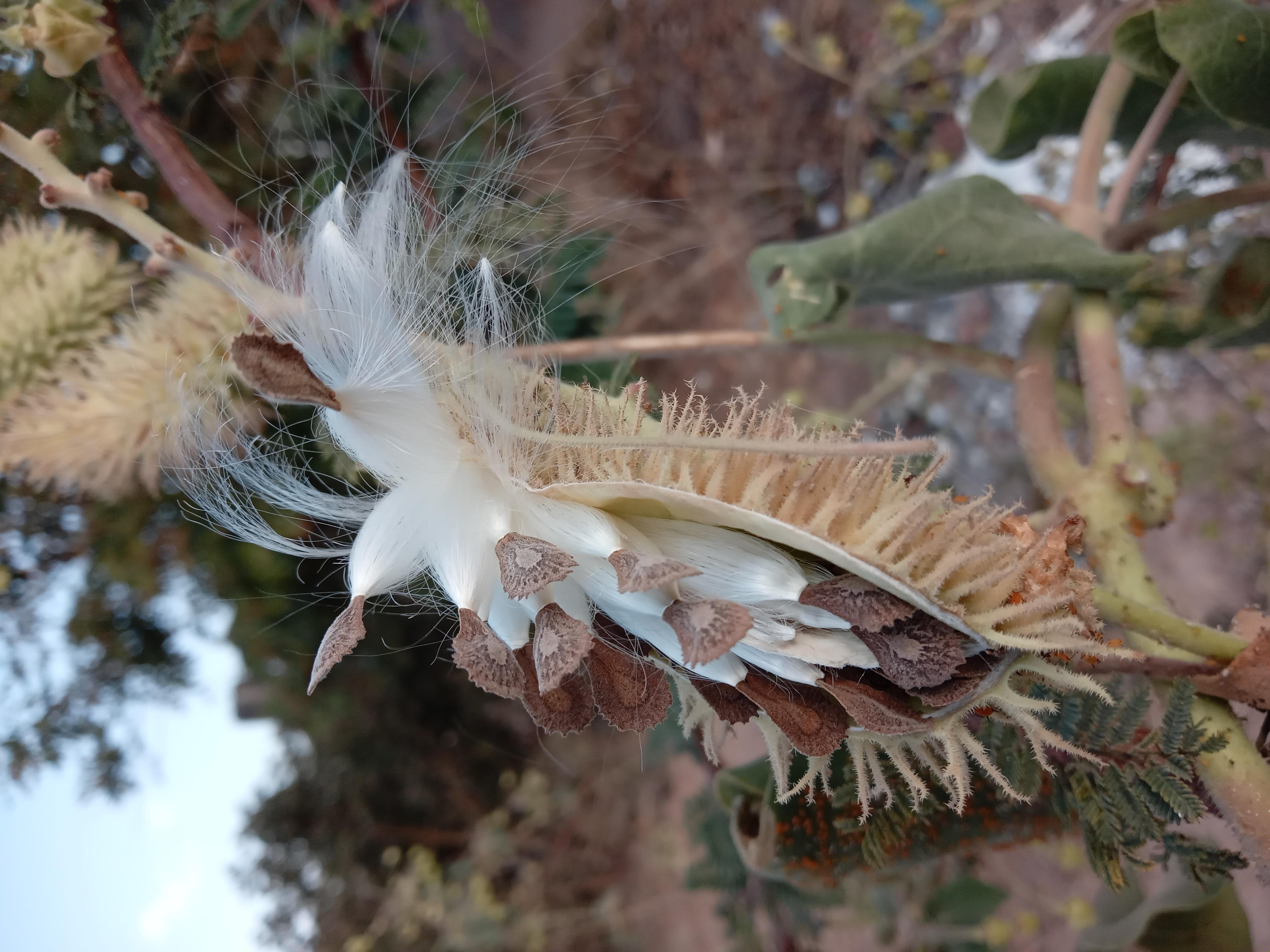 Daemia Pergularia (Pergularia daemia) Care Guide: Pests, Diseases, Watering ...
