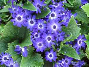 Cineraria(Pericallis hybrida)