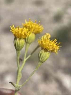 Pericome (Pericome)(Pericome)