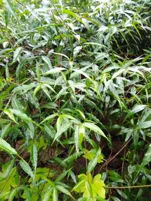 Chinese silk vine(Periploca sepium)