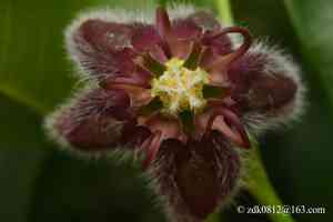 Chinese silk vine(Periploca sepium)