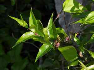 Chinese silk vine(Periploca sepium)