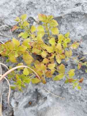 Lindheimer's rockdaisy(Perityle lindheimeri)