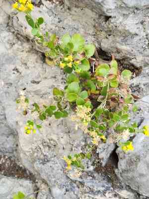 Lindheimer's rockdaisy(Perityle lindheimeri)
