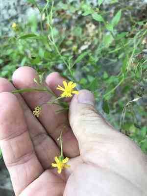 Lindheimer's rockdaisy(Perityle lindheimeri)