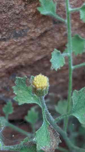 Springdale rockdaisy(Perityle tenella)