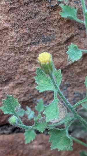 Springdale rockdaisy(Perityle tenella)
