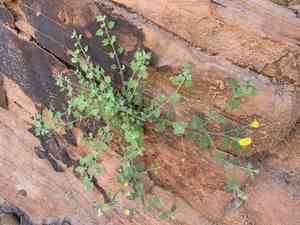 Springdale rockdaisy(Perityle tenella)