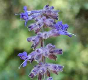 Russian sage(Perovskia atriplicifolia)