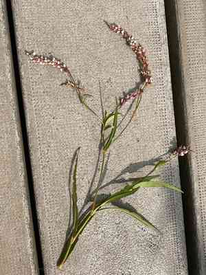 False waterpepper(Persicaria hydropiperoides)