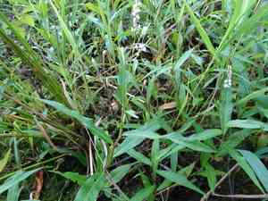 False waterpepper(Persicaria hydropiperoides)