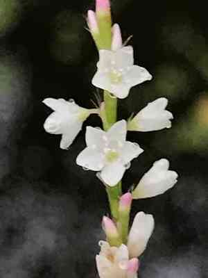 False waterpepper(Persicaria hydropiperoides)