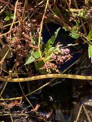 False waterpepper(Persicaria hydropiperoides)