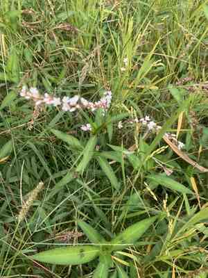 Japanese knotweed(Persicaria japonica)