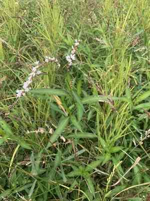 Japanese knotweed(Persicaria japonica)