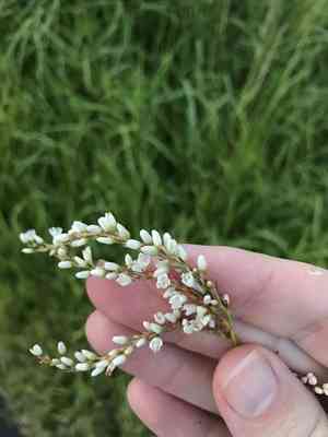 Japanese knotweed(Persicaria japonica)