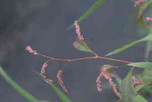 Curlytop Knotweed(Persicaria lapathifolia)