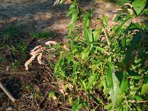 Curlytop Knotweed(Persicaria lapathifolia)