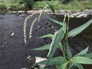 Curlytop Knotweed(Persicaria lapathifolia)