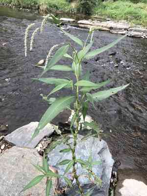 Curlytop Knotweed(Persicaria lapathifolia)