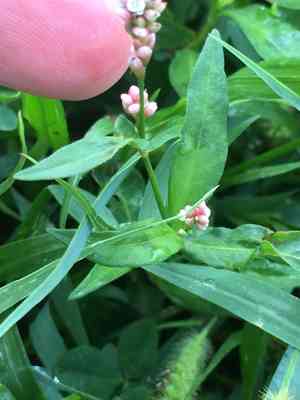 Lady's thumb(Persicaria maculosa)
