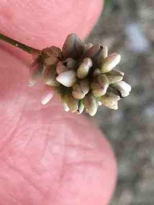 Lady's thumb(Persicaria maculosa)