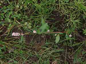 Lady's thumb(Persicaria maculosa)