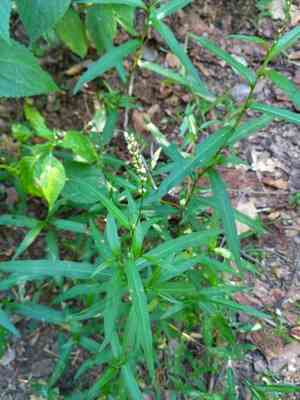 Minor smartweed(Persicaria minor)