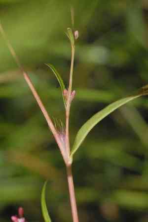 Minor smartweed(Persicaria minor)