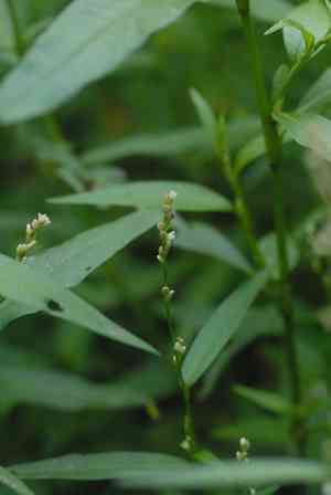 Minor smartweed(Persicaria minor)