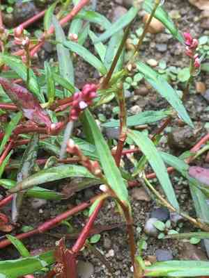 Minor smartweed(Persicaria minor)