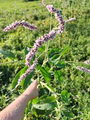 Kiss-me-over-the-garden-gate(Persicaria orientalis)