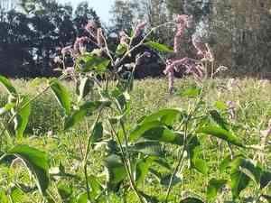 Kiss-me-over-the-garden-gate(Persicaria orientalis)