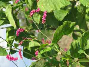 Kiss-me-over-the-garden-gate(Persicaria orientalis)