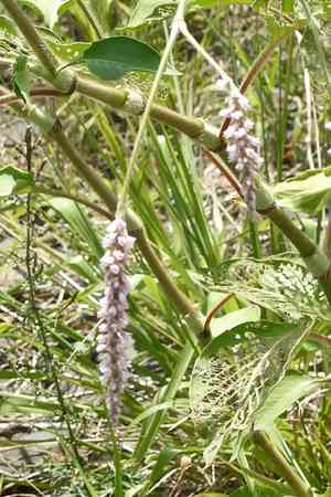 Kiss-me-over-the-garden-gate(Persicaria orientalis)