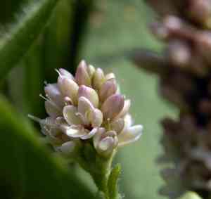 Pennsylvania smartweed(Persicaria pensylvanica)