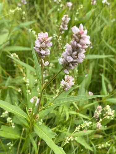 Pennsylvania smartweed(Persicaria pensylvanica)