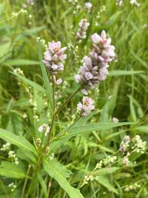 Pennsylvania smartweed(Persicaria pensylvanica)