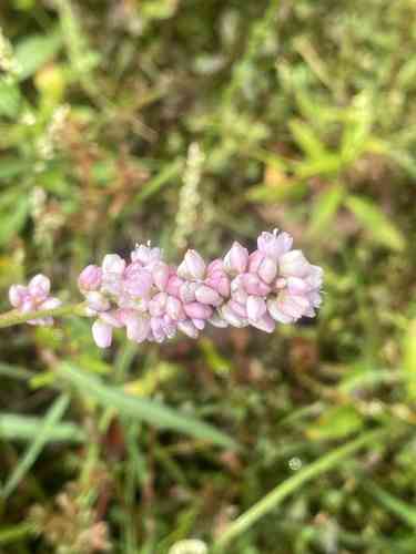 Pennsylvania smartweed(Persicaria pensylvanica)