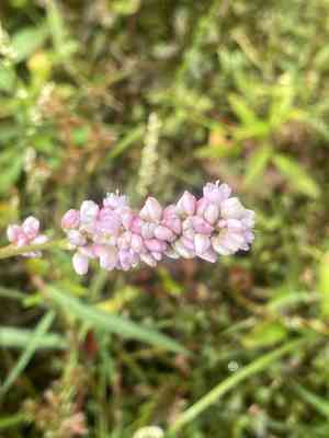 Pennsylvania smartweed(Persicaria pensylvanica)