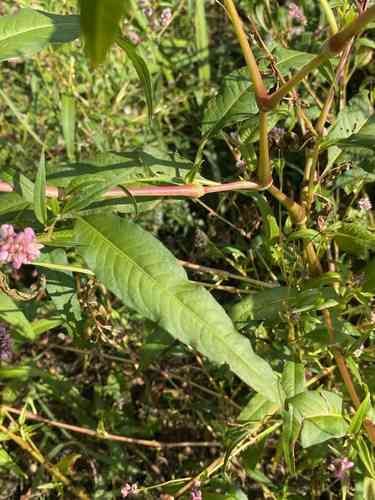Pennsylvania smartweed(Persicaria pensylvanica)