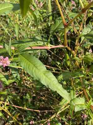 Pennsylvania smartweed(Persicaria pensylvanica)