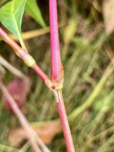 Pennsylvania smartweed(Persicaria pensylvanica)