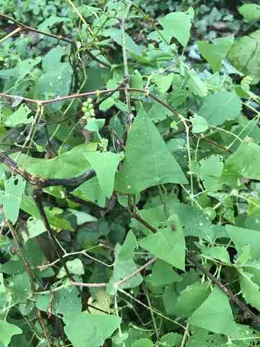 Mile-A-Minute(Persicaria perfoliata)